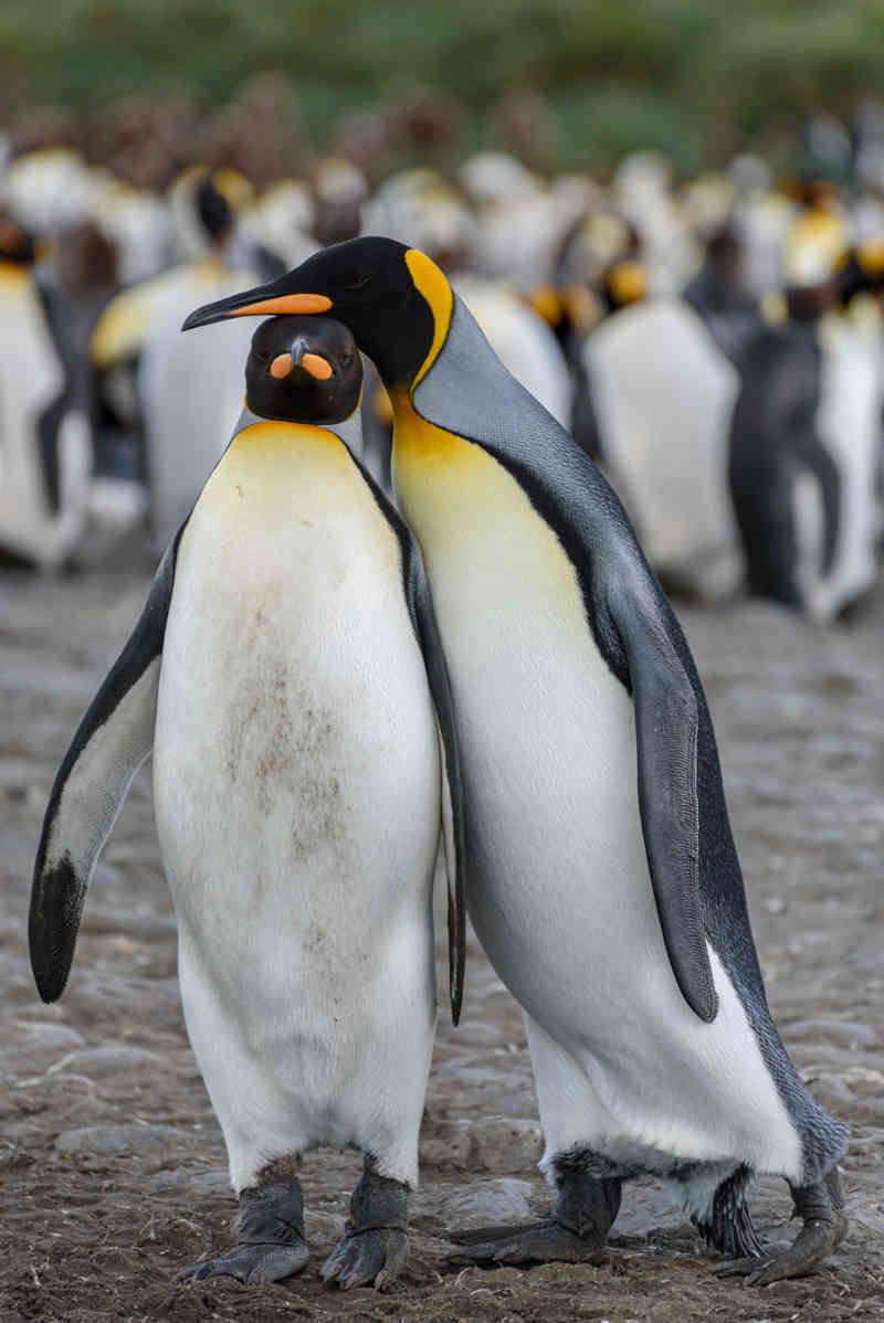 Pingüino Rey - islas Georgias del Sur 079.jpg